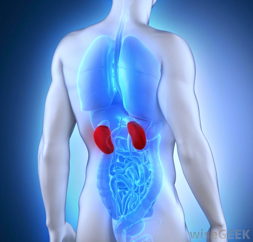 treatment for kidney disease Steroids Is Functional But Inadvisable