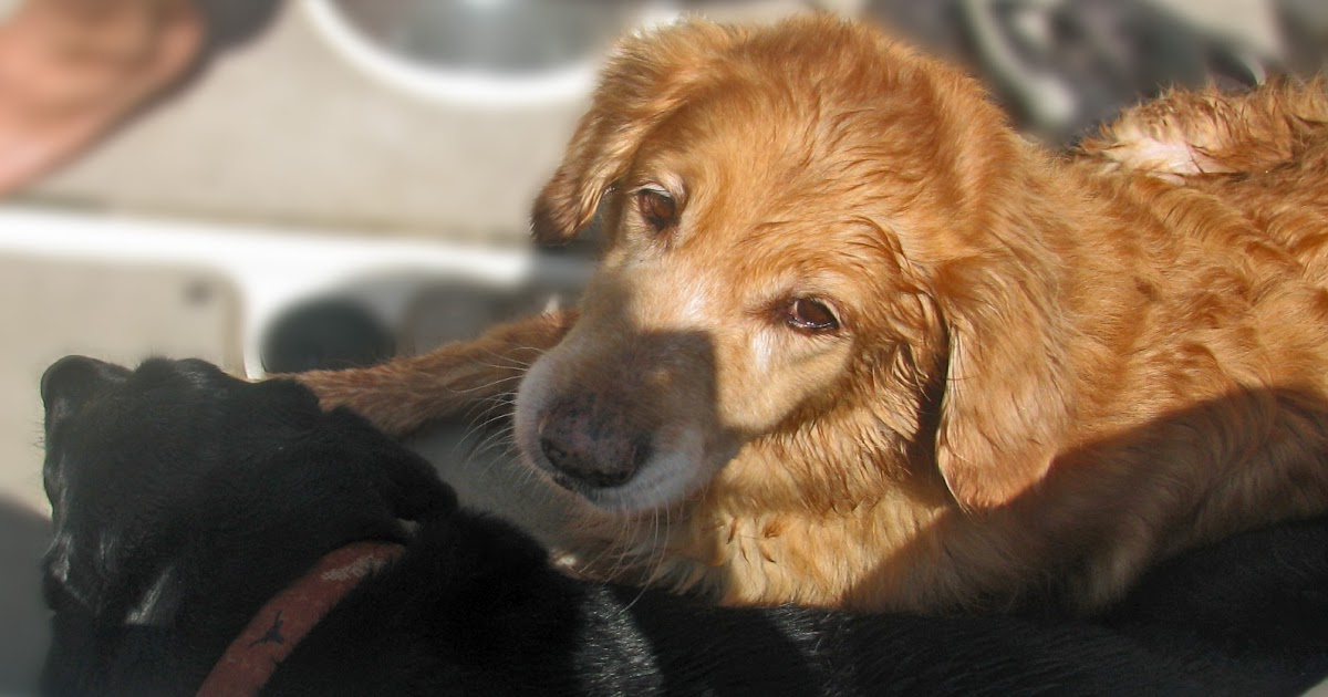 Dog Whimpers After Seeing Me Pet Other Dogs Dog Whimpers After Seeing Me Pet Other Dogs