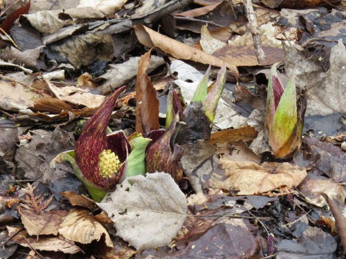 skunk cabbage