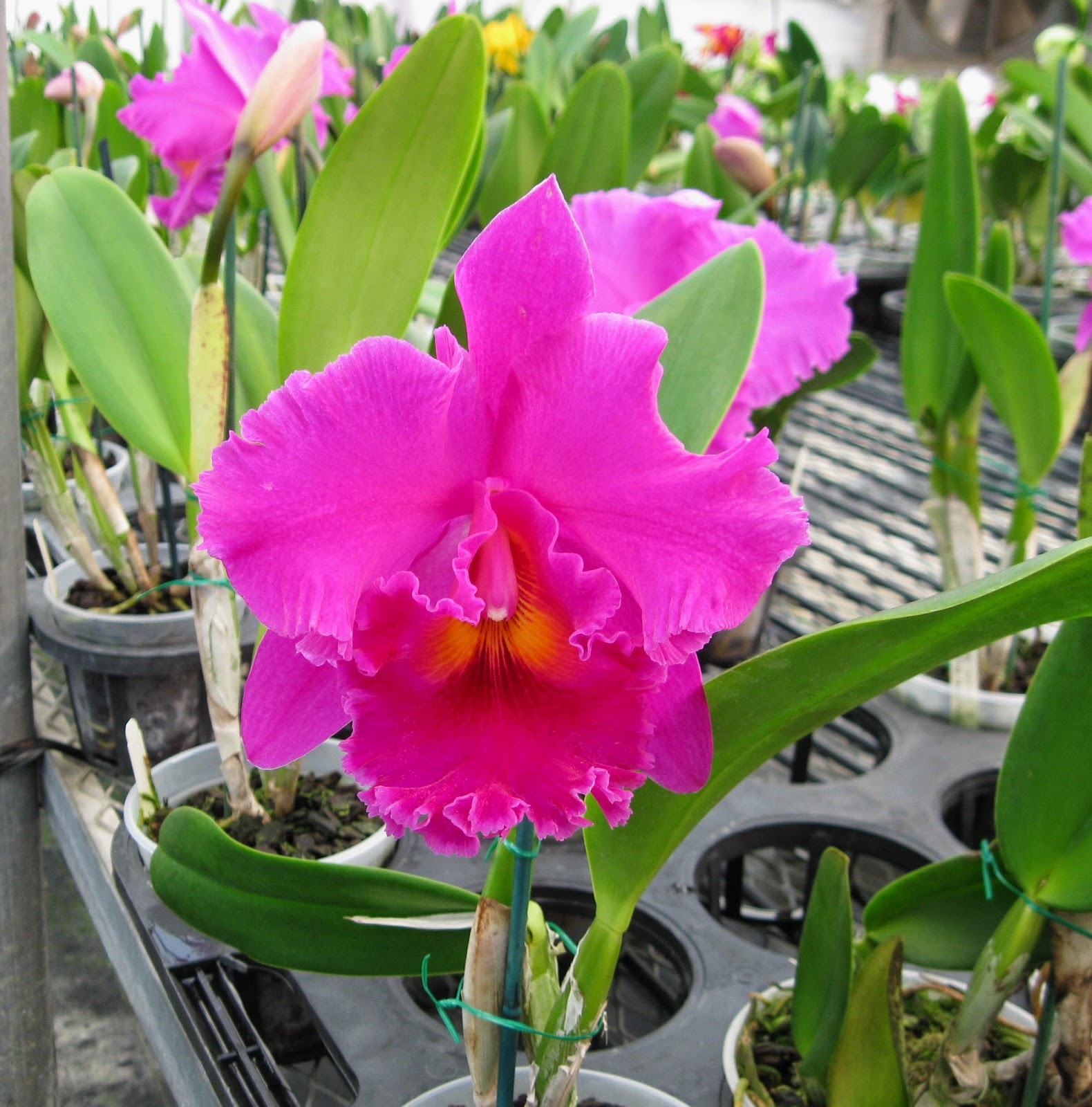 Blc. Cornerstone Yuan Gui orchid flowers Blc. Cornerstone Yuan Gui orchid flowers