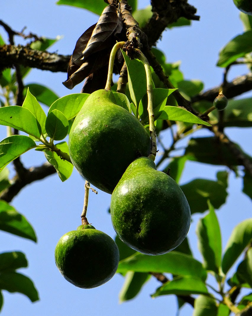 avocado for curing http://indonesian-herbal-medicine.blogspot.com/2014/11/avocados-for-curing-disease.html