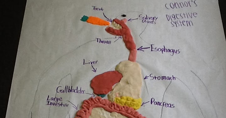 Junior High: 7th Grade Health Learns the Digestive System
