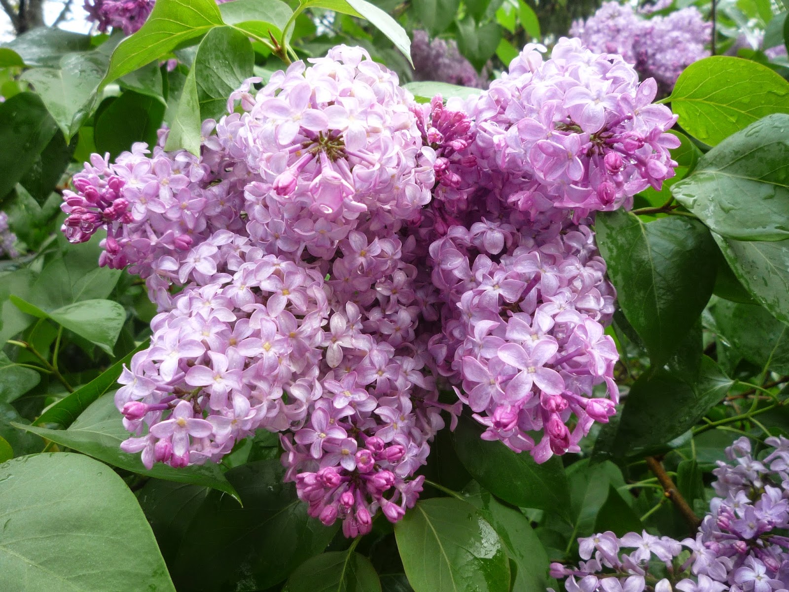Lilacs on Memorial weekend. South Burlington, Vermont South