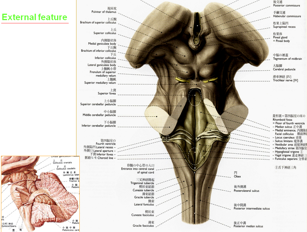 brain stem brain stem