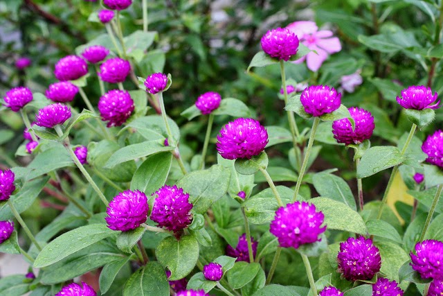  Bunga Ratna ditanam di pekarangan dan ditanam sebagai tanaman hias Manfaat dan Khasiat Bunga Ratna (Gomphrena Globosa L)