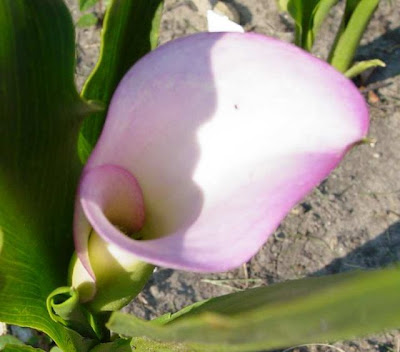 Calla Crystal Blush a few days later