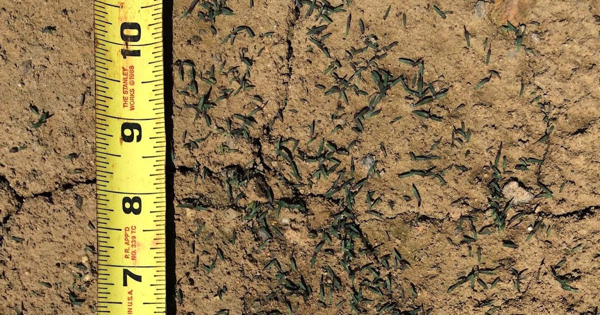 Smart Turf Riviera Bermudagrass Germination in Full Swing