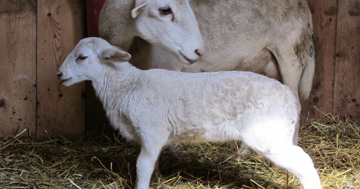 A Shepherdess's Journal to Sheep Farming Injured Lamb