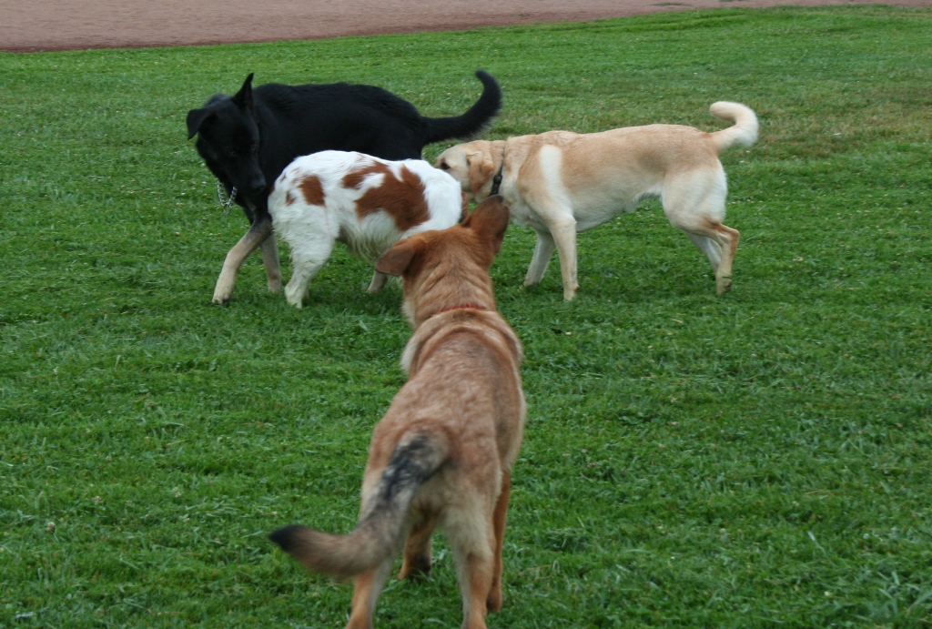 Buster Posey Dog Name Buster Posey Dog Name