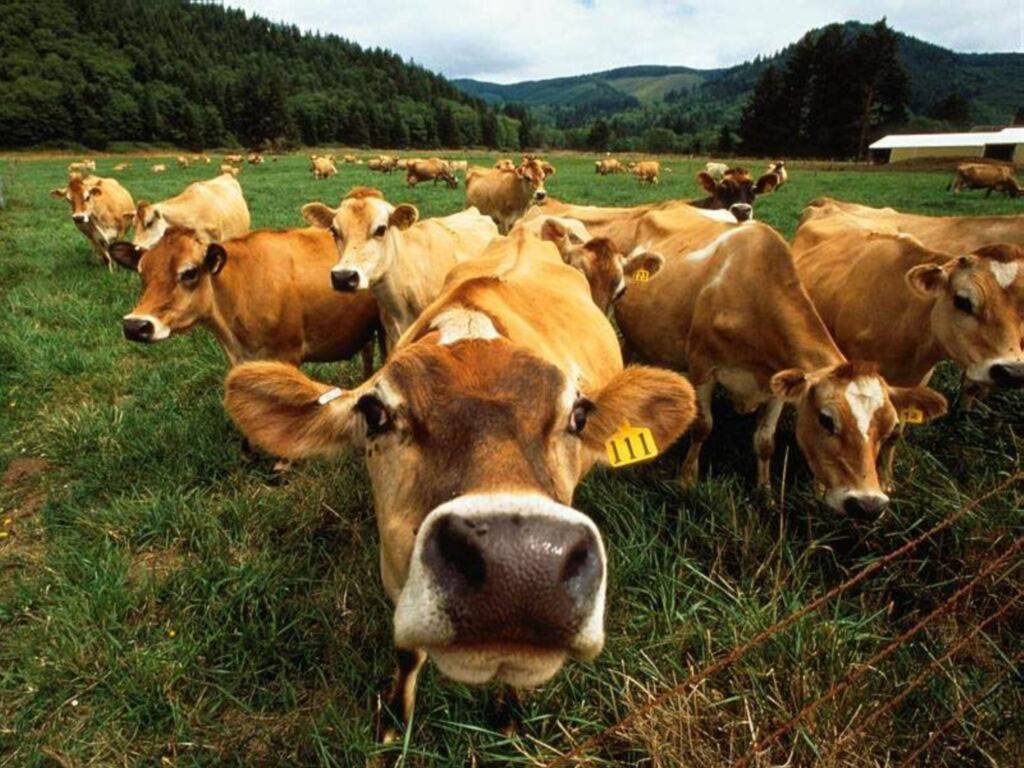 http://4.bp.blogspot.com/-BLJJe16ZBZA/TlgR80UAmWI/AAAAAAAADfc/KGBHv8s5-u8/s1600/Funny+fat+cows+wallpaper+desktop1.jpg