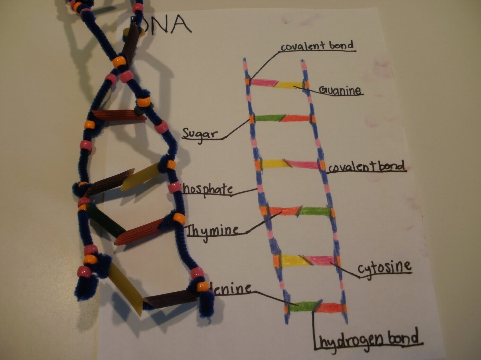 BIOLOGY I DNA April 2011