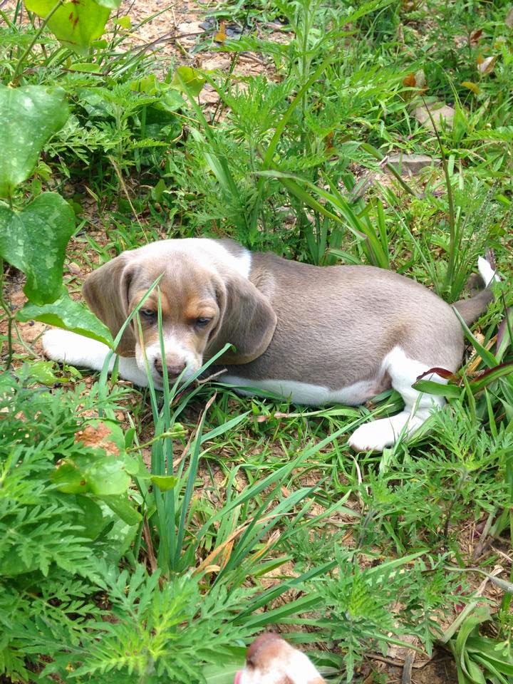 Boys, Beagles and Belly Acres Farm Beagles, but not average beagles
