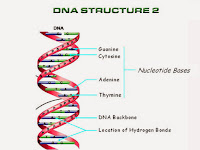 Dna Diagram Labeled Dna Diagram Labeled