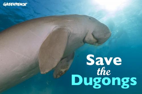 Dugong Duyung