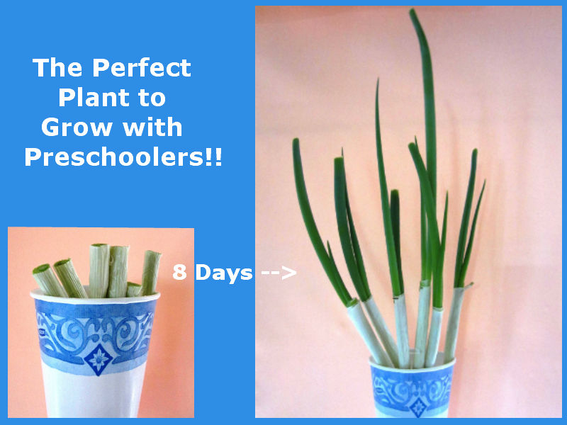 The Perfect Plant to Grow With Preschoolers! Preschool Powol Packets