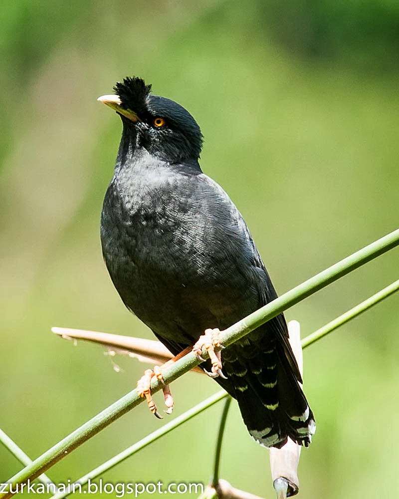 Zul Ya Birds of Peninsular Malaysia Crested Myna