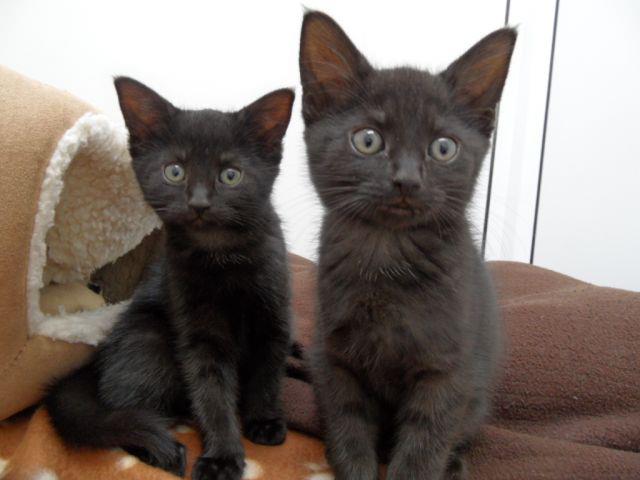 A bad witch's blog: Two Black Kittens In Search of a Cat-Loving Witch
