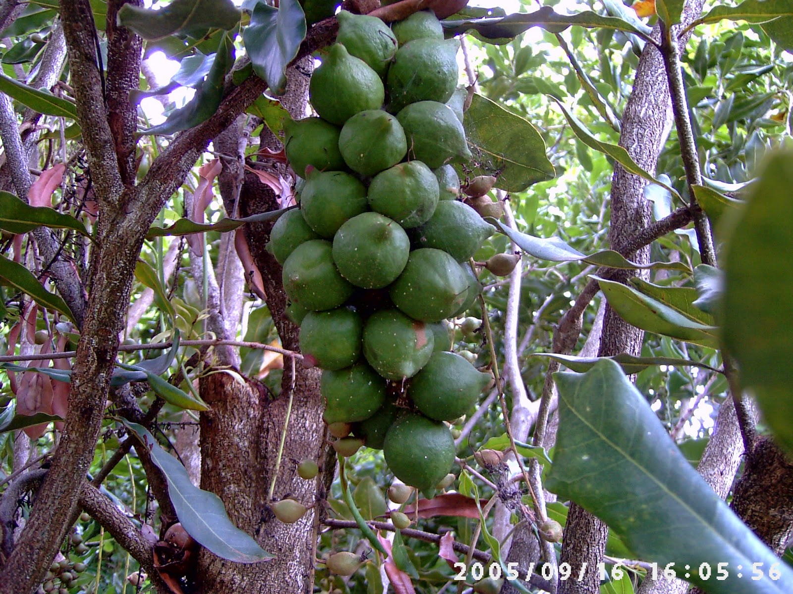 The Queen of Nuts The Australian Macadamia