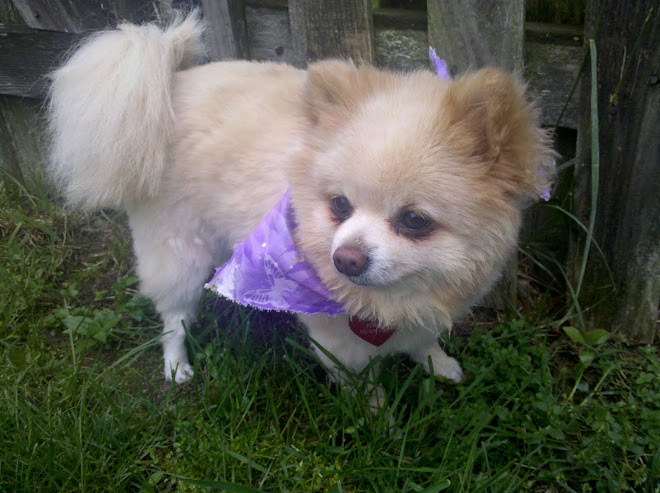 pomeranian summer haircut pomeranian haircuts for summer pomeranian summer haircut pomeranian haircuts for summer