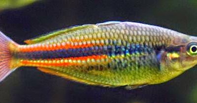 CHENNAI FREE CLASSIFIEDS: New Guinea rainbowfish Care