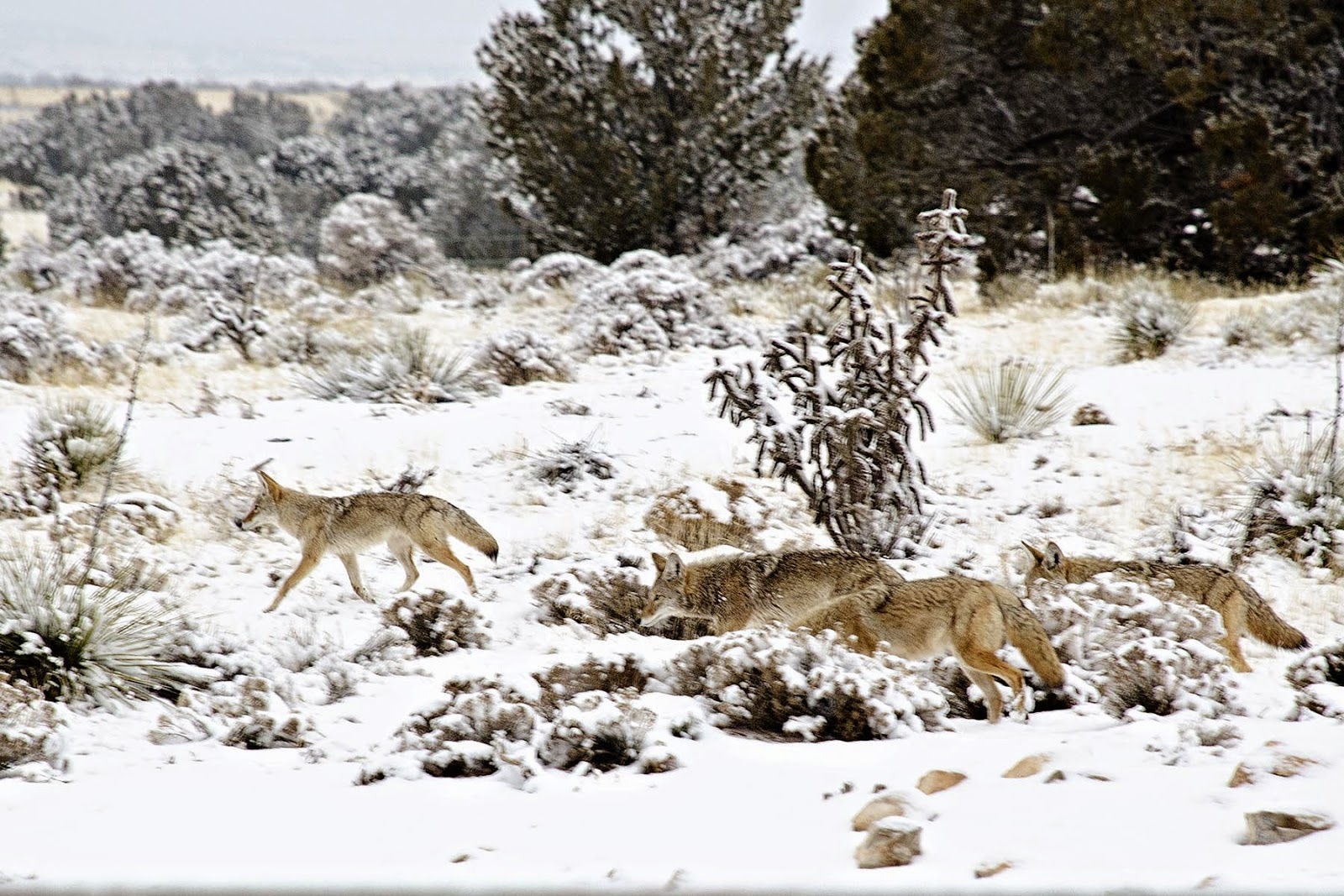The 7MSN Ranch Saturday encore The daily coyotes