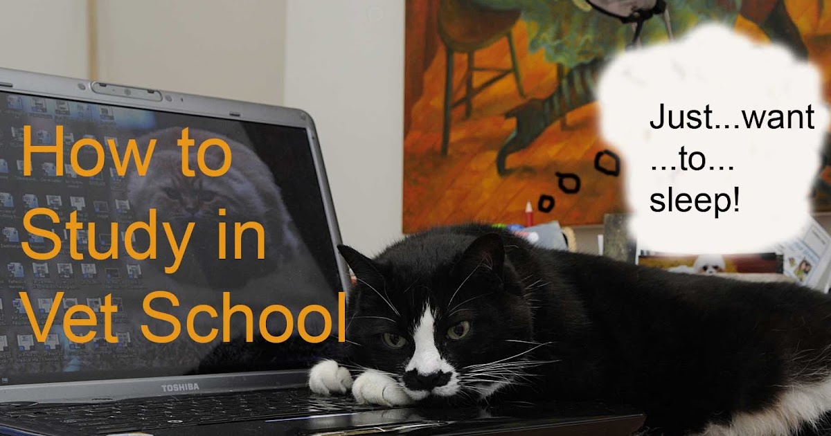 Small Animal Talk How to study in veterinary school