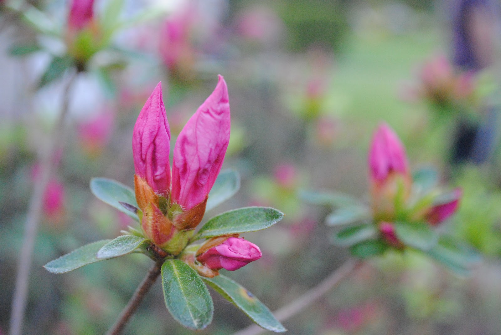 Ruby Tuesday Azaleas Herz S Life