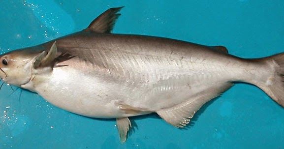 Peixe panga faz mal
