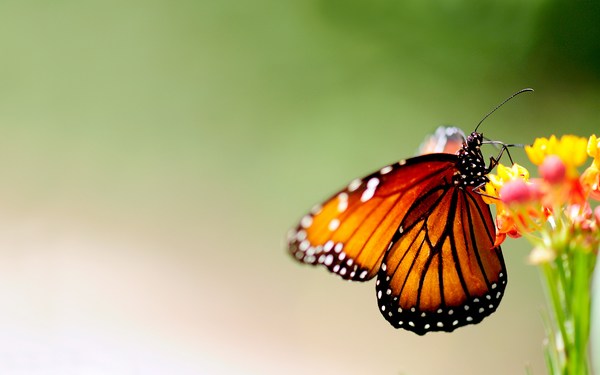 Beautiful Butterfly Pictures Download Free HD