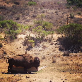 Santa Catalina Island, California, bison