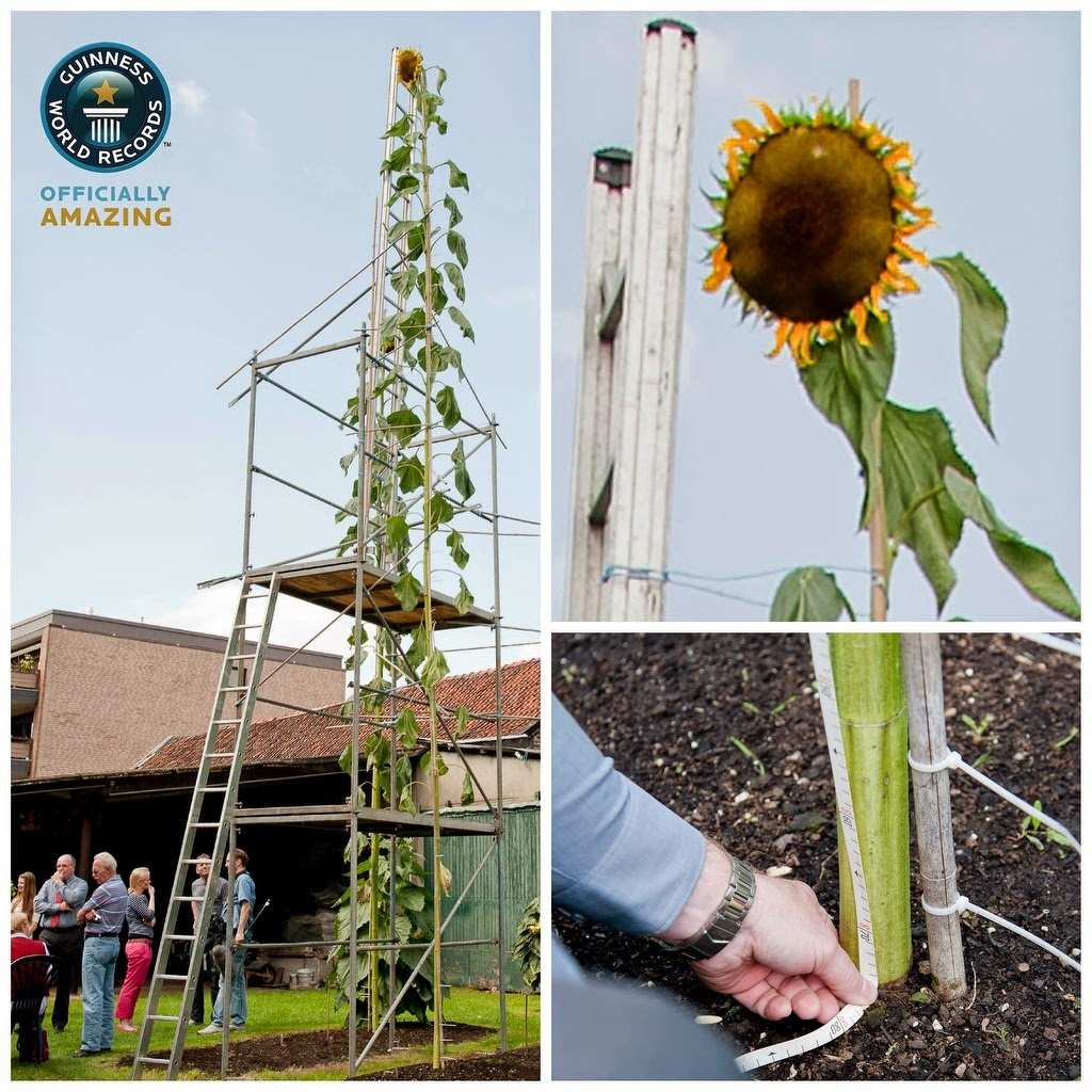 World Tallest Sunflower, World Record BrightRays