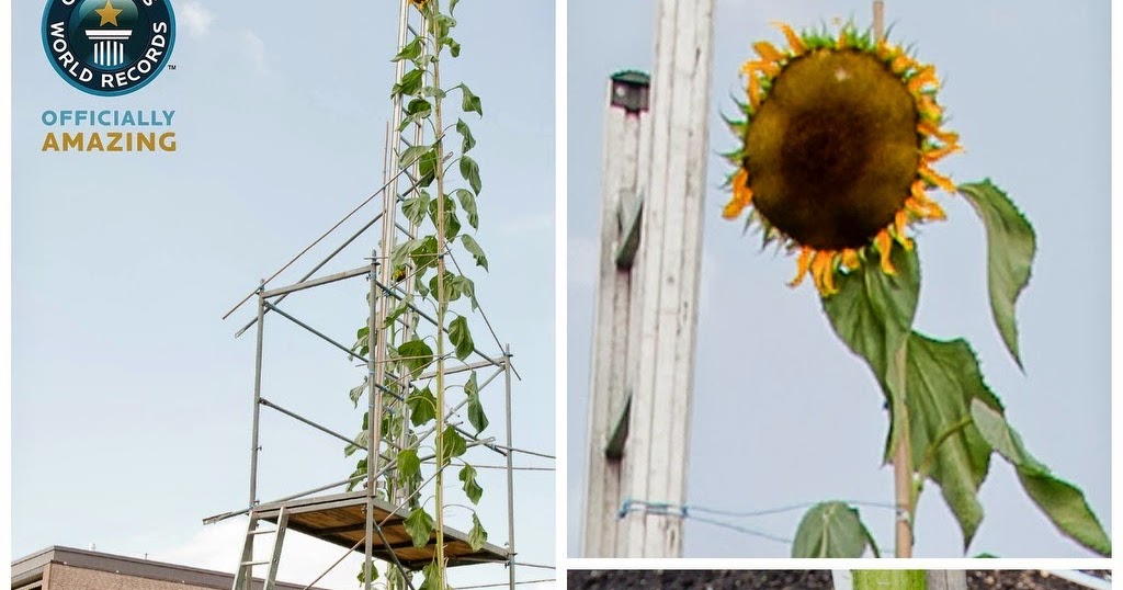 World Tallest Sunflower, World Record BrightRays