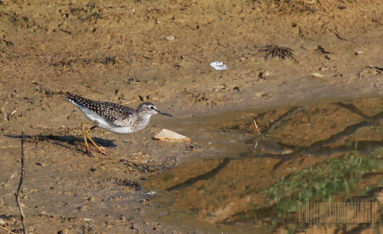 ID by Grimmett : From Green by longer, yellowish legs and slimmer appearance, heavily speckled upperparts, and prominent supercilium behind eye; in flight by call, slimmer body and narrower wings, toes projectingclearly beyondtail, paler underwing contrasting less with white underparts, and paler brown upperparts contrasting less with smaller white rump. Adult breeding has heavily streaked breast and barred flanks; upperparts barred and spotted pale grey-brown and white. Adult non-breeding has more uniform grey-brown upperparts, spotted whitish, and breast brownish and lightly streaked. Juvenile has warm brown upperparts speckled warm buff, and lightly streaked buff breast.