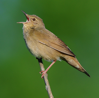 Kicau burung river warbler super rapat Kicau burung river warbler super rapat