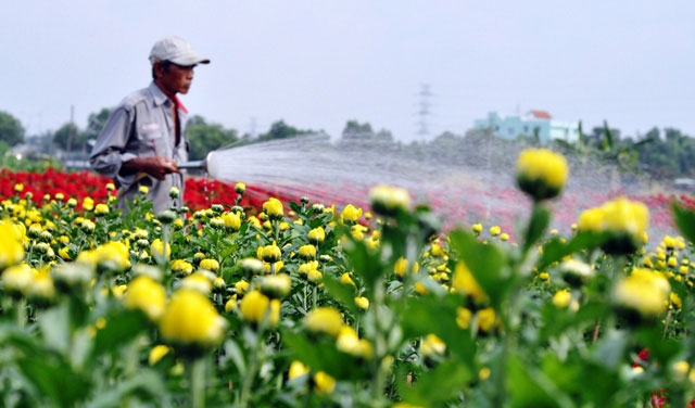 [Image: Dep-nhu-tranh-voi-canh-dong-hoa-xuan-o-Sai-Gon-8.jpg]