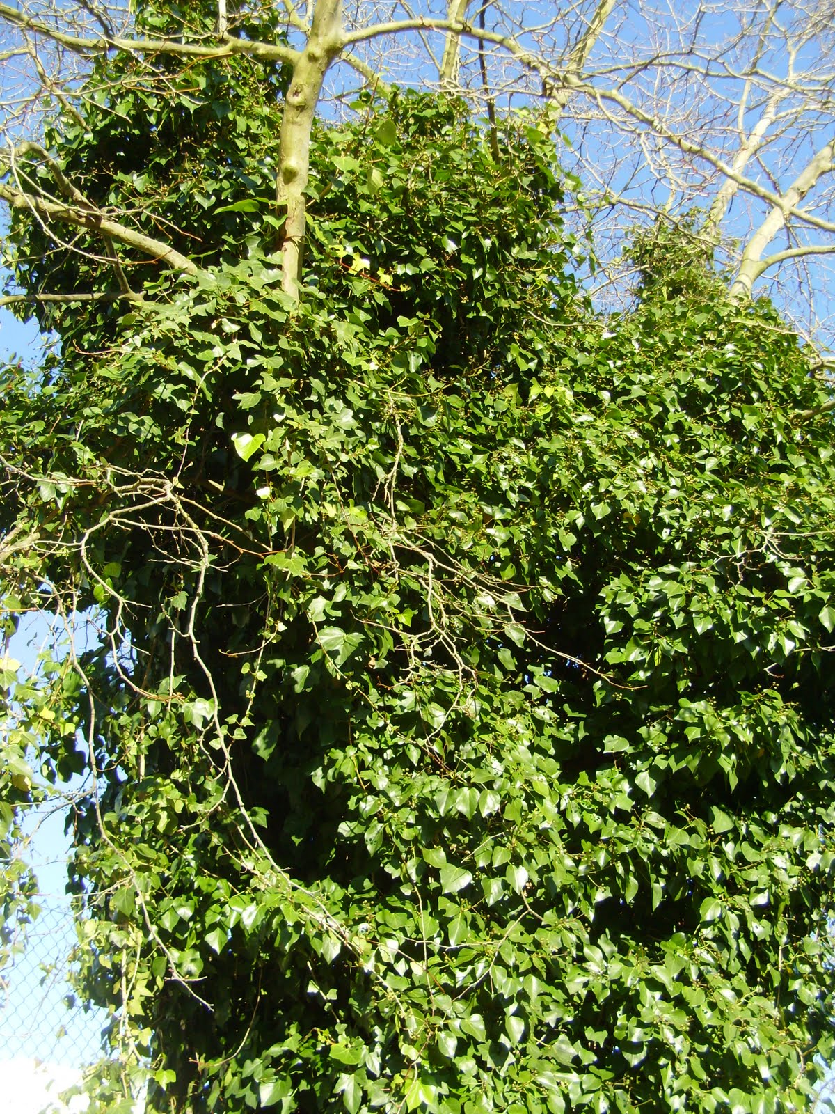 plantas que são terrestres outras aéreas ou ainda aquáticas há plantas que são terrestres outras aéreas ou ainda aquáticas há