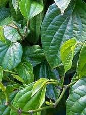 Manfaat hebat daun sirih untuk kesembuhan penyakit