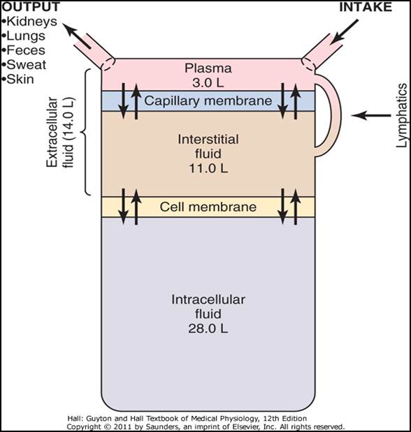 human body fluid compartments