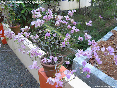 Light Pink Bougainvillea Light Pink Bougainvillea