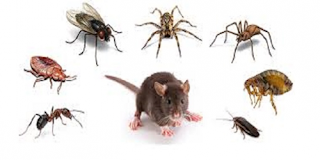 Cara Alami Dan Mudah''Mengusir Semut,Tikus,Kecoa Dan Kutu Busuk''Dirumah http://hanjump.com/ayanova/6333
