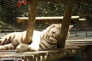 fotografia do tigre branco