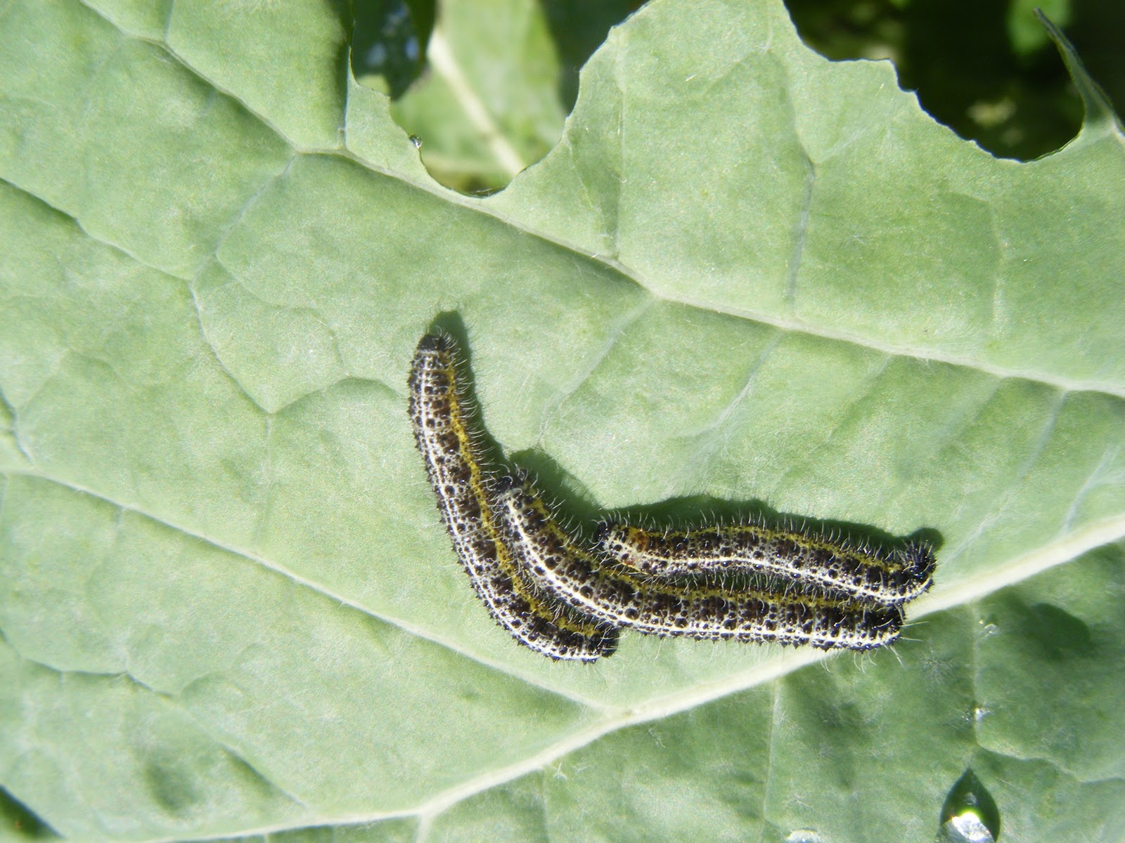 21stcenturynaturalist Local Evolution in the Large White Butterfly