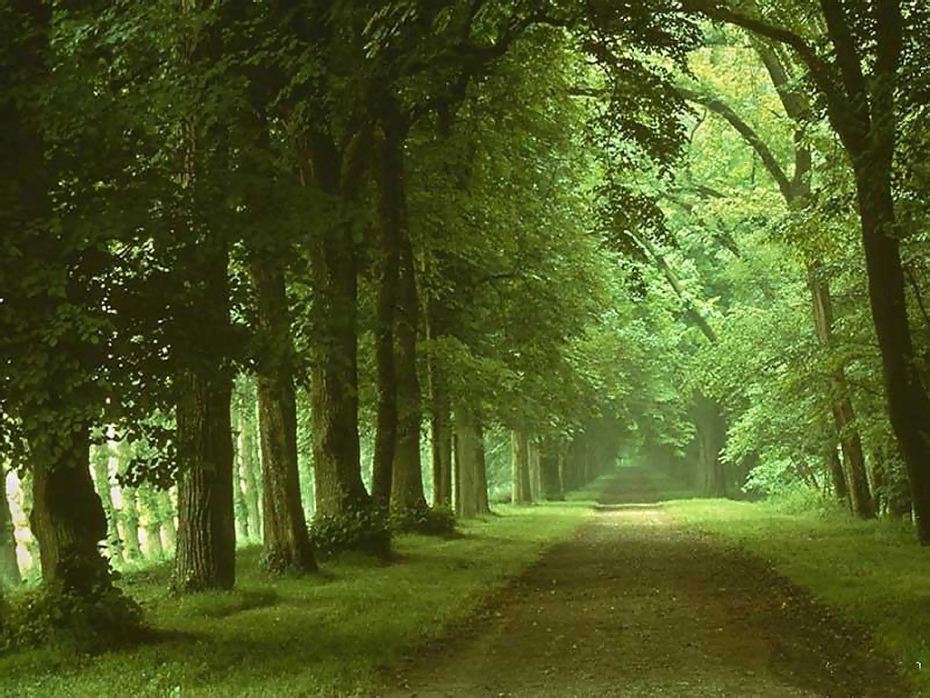 Nature Wallpaper Beagle Nature Wallpaper Beagle