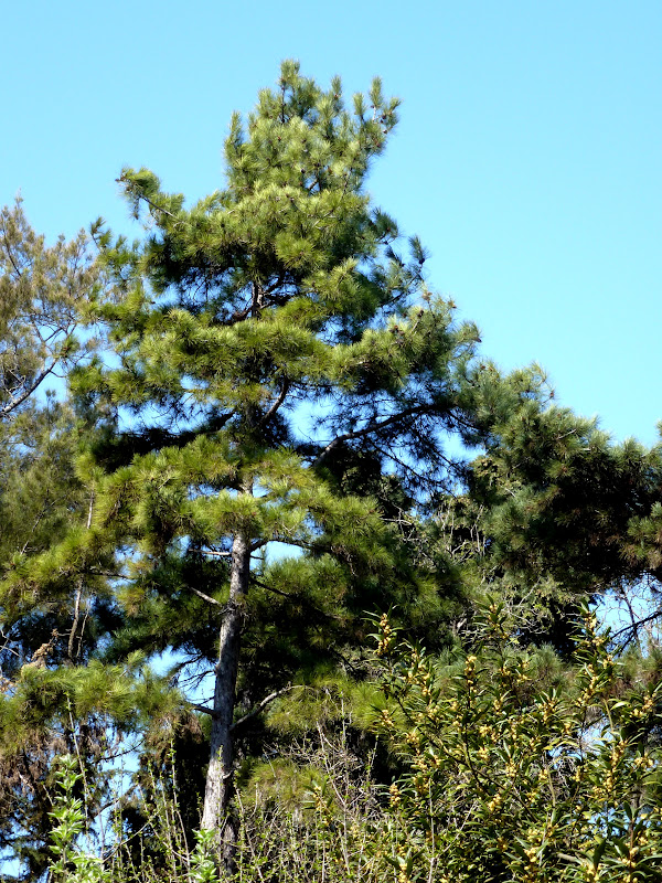 Árboles con alma Pino negral. Pino laricio. Pinassa. (Pinus nigra)
