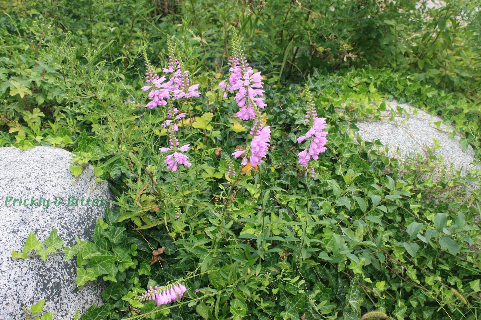 Prickly and Bitter You put your left flower in, you take your left