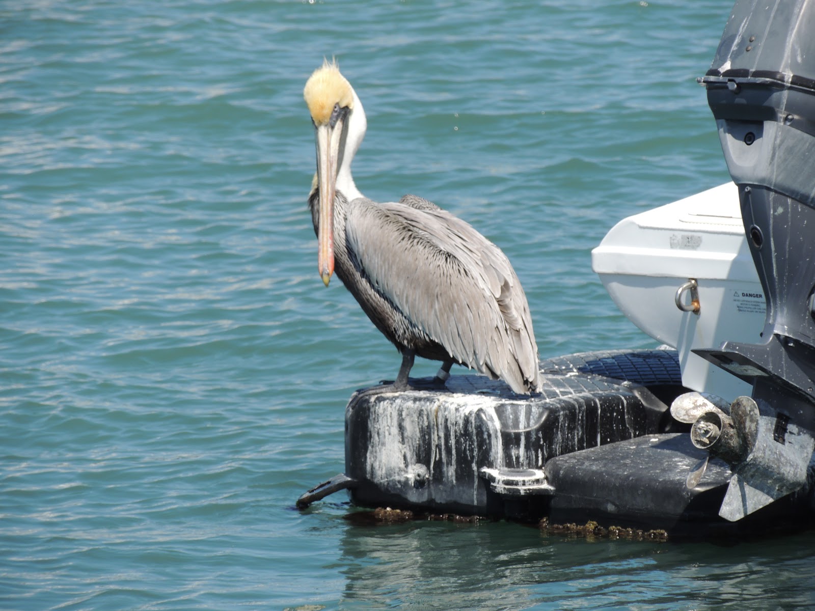 Down The Road A Piece in a 5th wheel Manatees and Oysters at Fort