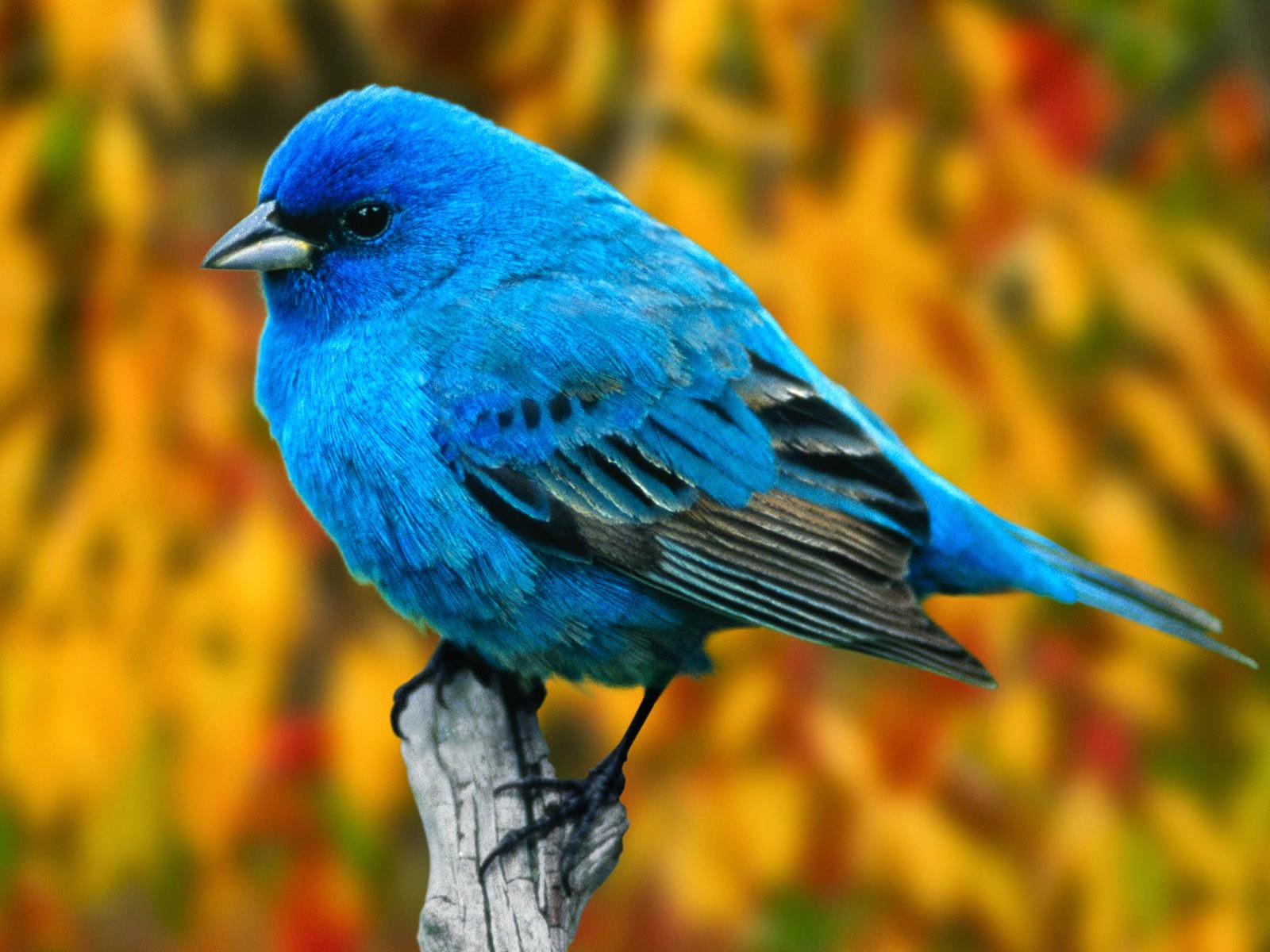 World Beautiful Birds Indigo Bunting Birds Interesting Facts & Latest Pictures