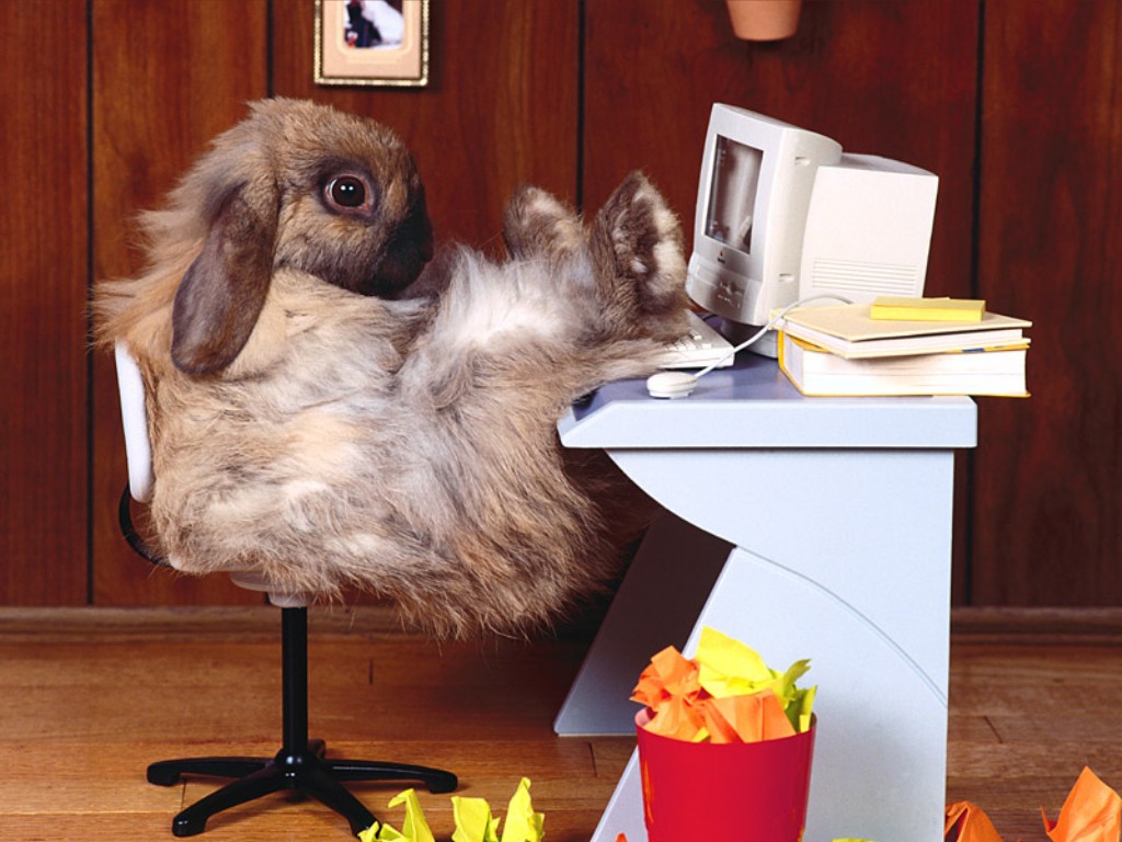 http://4.bp.blogspot.com/-BQG7SSeZZjs/Tnu3Kff9F0I/AAAAAAAABLg/0qa8p_i37rY/s1600/Wallcate.com%2B-%2BHumor%2BWallpaper-Funny%2B%25282%2529.jpg