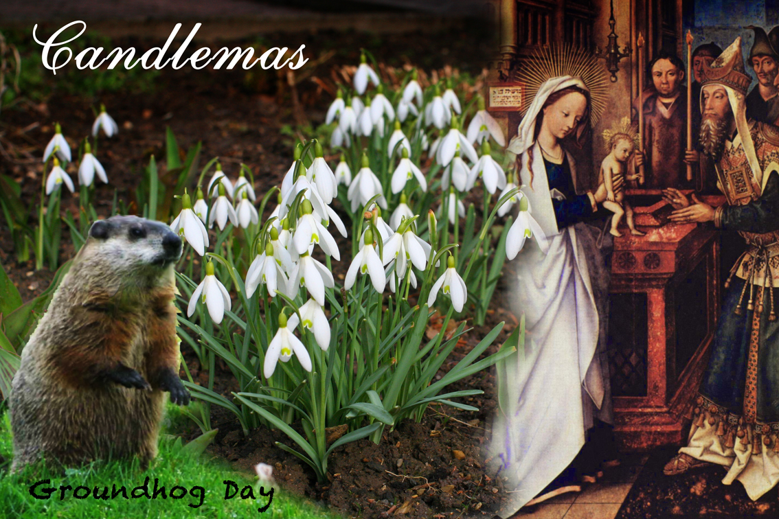 Intelliblog CANDLEMAS VS GROUNDHOGS