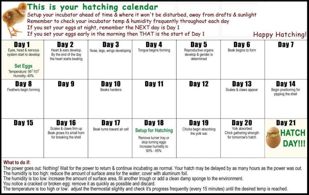 Chicken Crazy in Oregon: Chicken Hatching Calendar